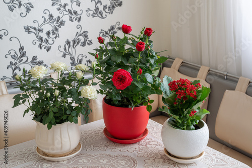 three flowers in pot stands on the table in room