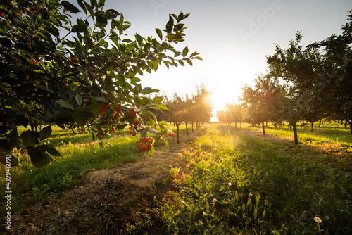 Cherries on orchard tree in sunset Fototapet