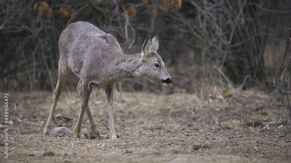Slow motion of a deer in the forest Slow motion of a deer in the forest