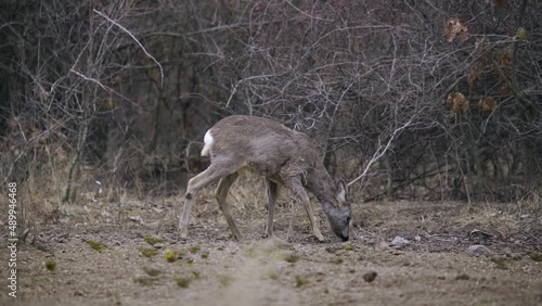 Roe deer spooked by yellowhammer birds flying off