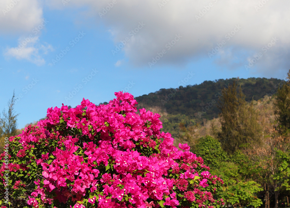 bougainvillea blooming against the blue sky and high mountains. the beautiful southern landscape bougainvillea blooming against the blue sky and high mountains. the beautiful southern landscape
