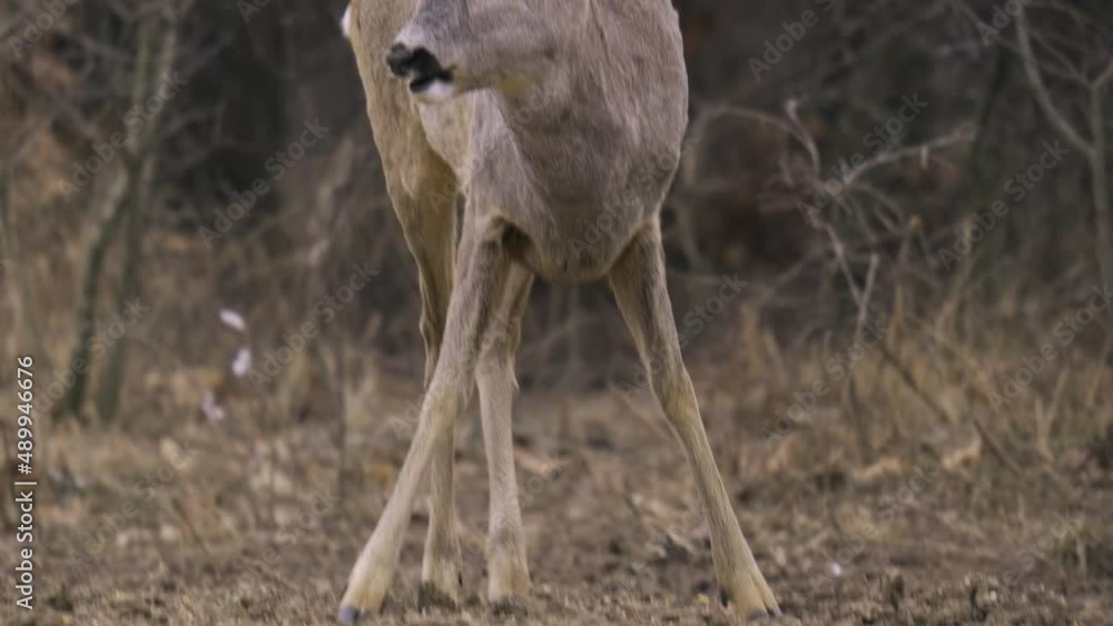 Cautious roebuck in the forest