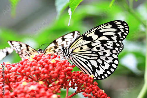 Large Tree Nymphs butterfly(Paper Kite butterfly,Rice Paper butterfly) and red flowers of Manila Leea,beautiful butterflies resting on the red flowers in the garden photo