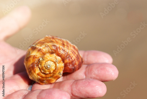 beautiful seashell in the palm of your hand