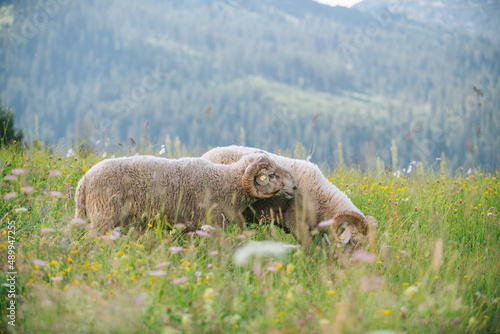 Eine Schafherde auf einer Weide mit hohem safitgem grünen Gras in den Alpen Vorarlbergs. photo