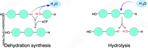 Hydrolysis and Dehydration Synthesis both deal with water and other molecules, but in very different ways. Both have a reverse reaction in relation to each other and vice versa. photo