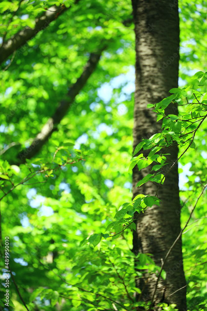 Background material photo of brightly colored fresh green leaves Background material photo of brightly colored fresh green leaves