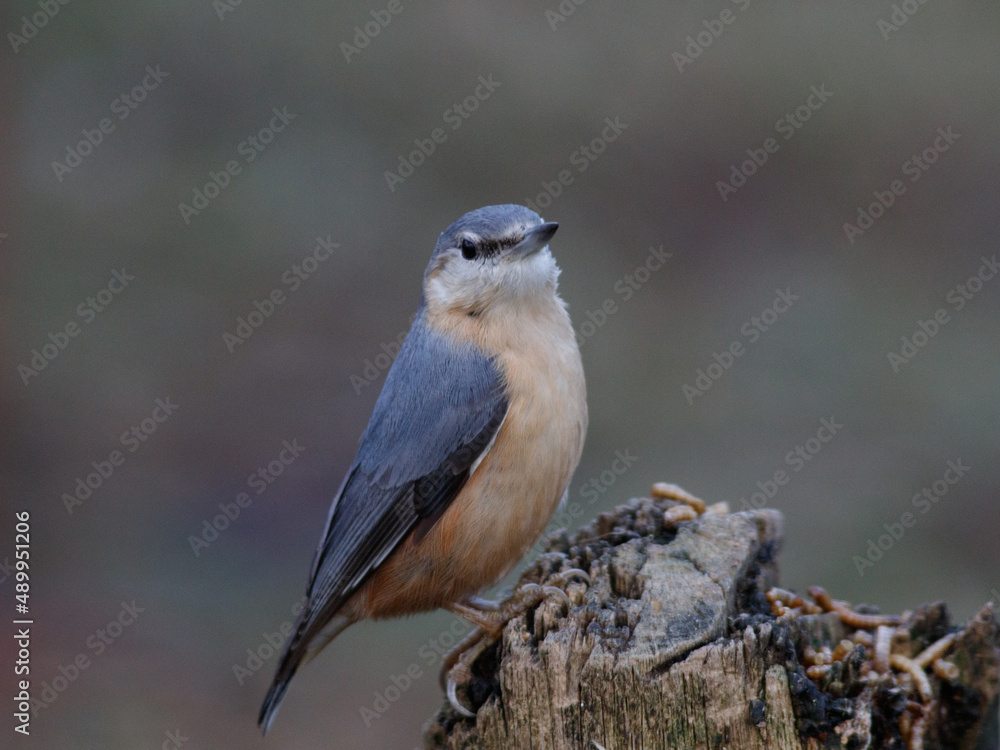Naklejka premium nuthatch on a trunk