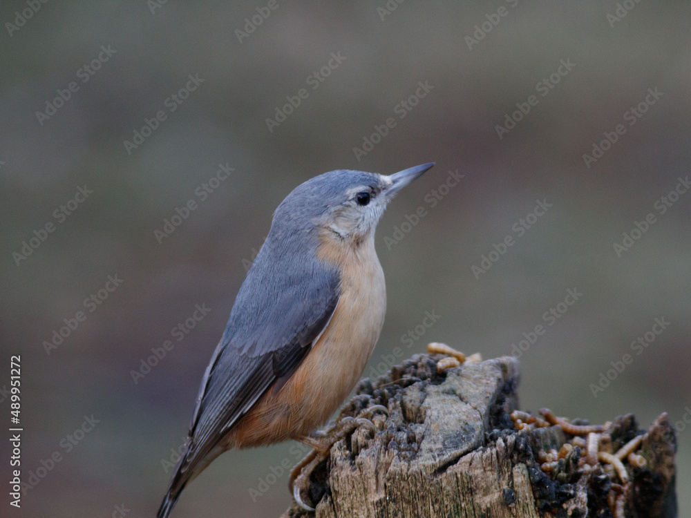 Fototapeta premium nuthatch on a trunk