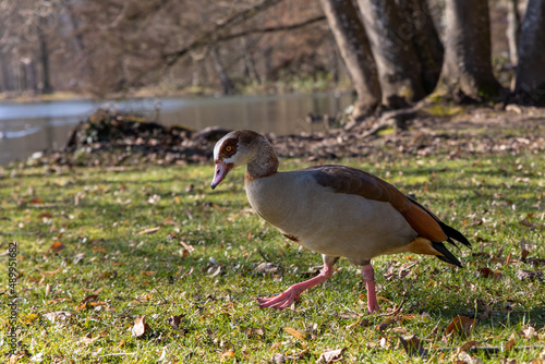 Nielgänse im Seegarten photo