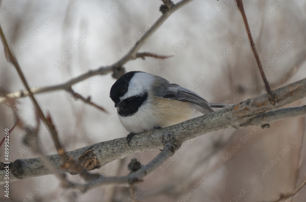 Obraz premium Black-capped chickadee on a branch