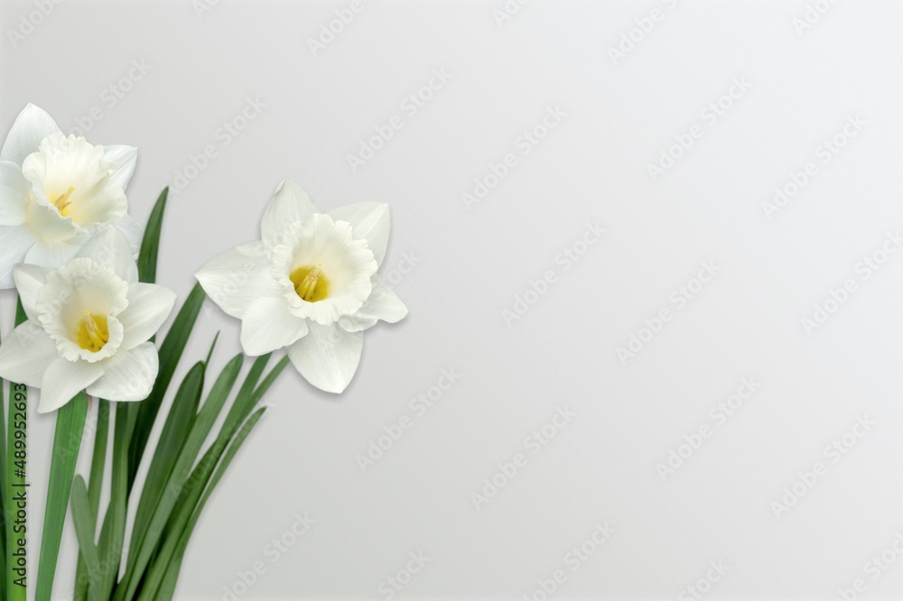 Fresh beautiful flowers on light gray table background. Fresh beautiful flowers on light gray table background.