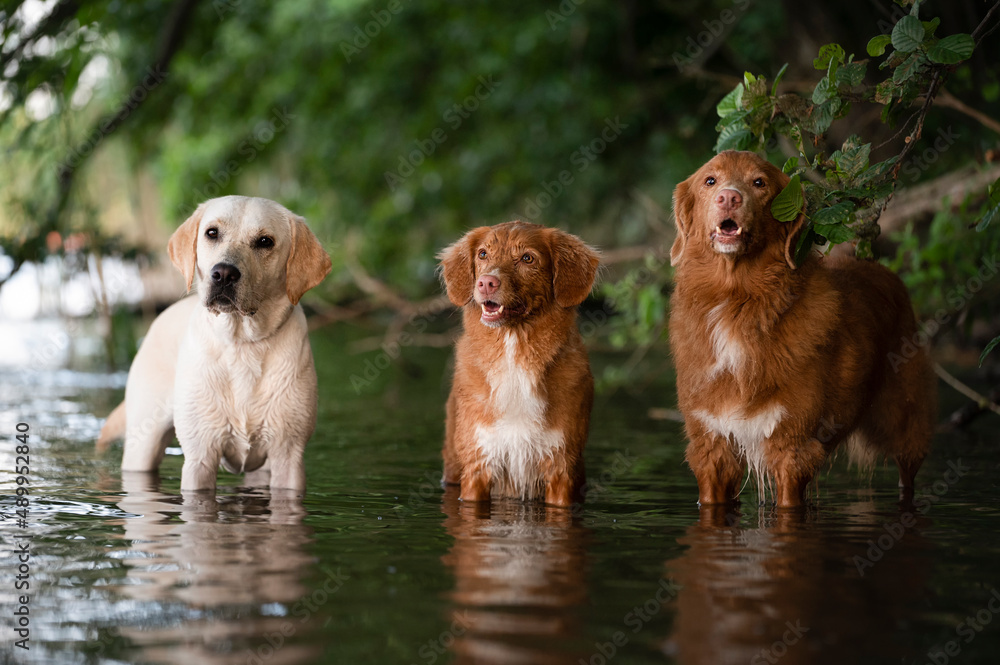 Obraz na płótnie Trzy psy w wodzie w salonie