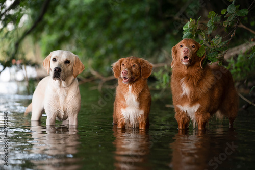 Fototapeta Naklejka Na Ścianę i Meble -  Trzy psy w wodzie