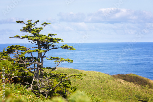 Fototapeta Naklejka Na Ścianę i Meble -  Pine tree on Shikotan island, South Kuriles