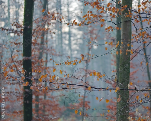Wallpaper Mural Dünne Äste mit orangene Blätter und viele Regentropfen auf einem unscharfen Hintergrund von Bäume in morgen Dunst. Torontodigital.ca