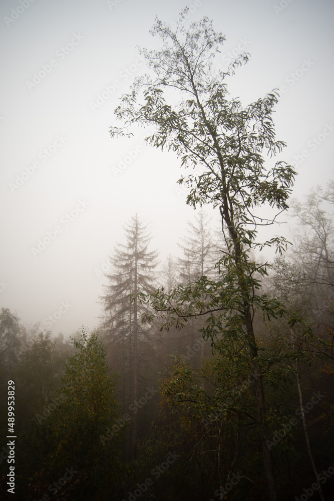 misty morning in the forest misty morning in the forest