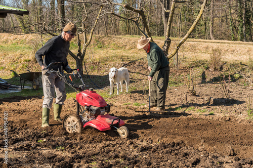 Two elderly men tilling ground soil with a rototiller in the garden. Spring garden preparation for seeding.