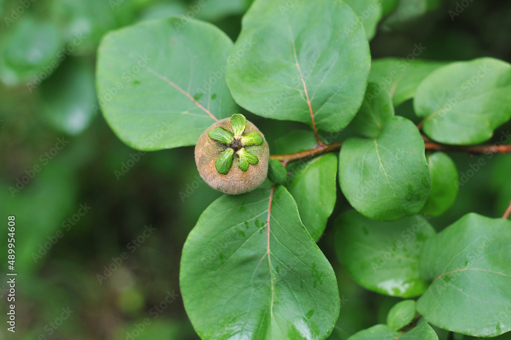 Young quince fruit with green leaves on the tree branch after rain.Top view Young quince fruit with green leaves on the tree branch after rain.Top view