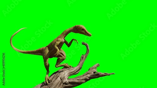 Compsognathus longipes, tiny dinosaur species from the Late Jurassic period, on green screen background, 4k