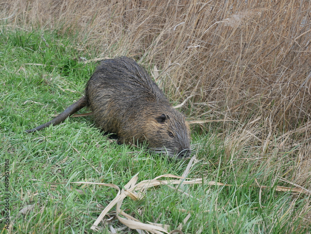 Close up of a nutria on the grass Close up of a nutria on the grass