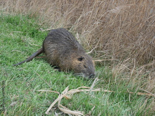 Close up of a nutria on the grass