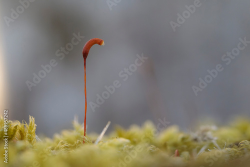 Moss Bryophite Hypnum cupressiforme in close view photo