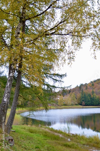 autumn in the forest