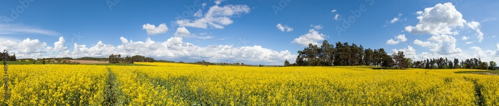 Rapeseed canola colza yellow field Brassica Napus