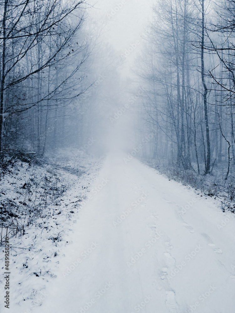 Obraz premium winter road in the forest