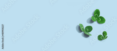 Foto Clover leaves - St. Patricks Day - Flat lay