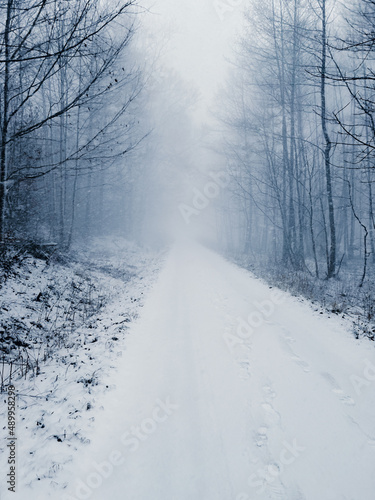 winter road in the forest