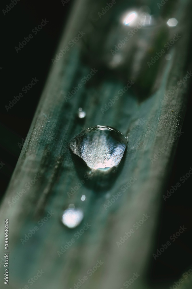 drops of water on a leaf drops of water on a leaf