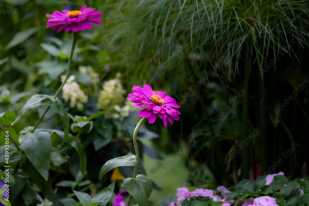 Macro of beautiful fuchsia zinnia elegans in a midwest garden with bokeh ornamental grasses as a background. Macro of beautiful fuchsia zinnia elegans in a midwest garden with bokeh ornamental grasses as a background.