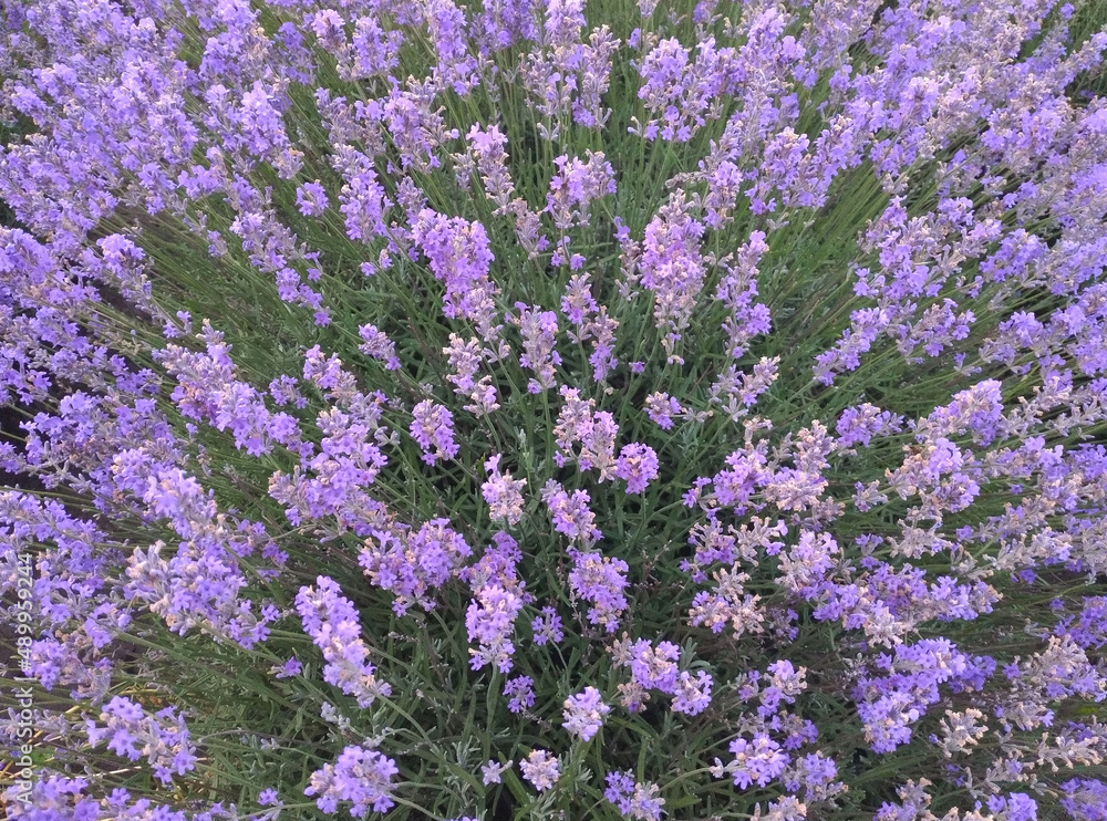 Obraz premium a large bush of blooming purple lavender close-up. view from above. cultivation of lavender for perfumery and medicine