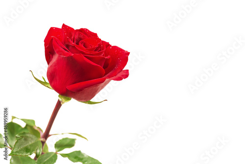 red rose isolated on white background