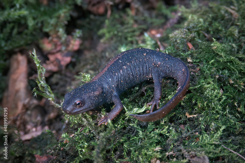 Closeup on a fresh metamorphosed juvenile Red-tailed Knobby Newt - Tylototriton kweichowensis on green moss