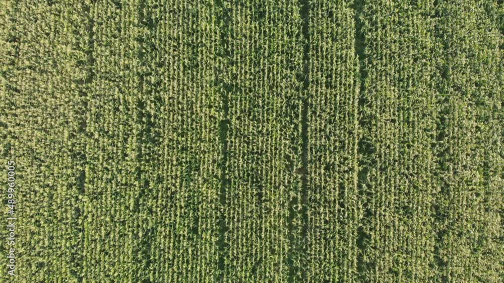 Aerial view with a drone of a field of corn flowered perfectly sown.