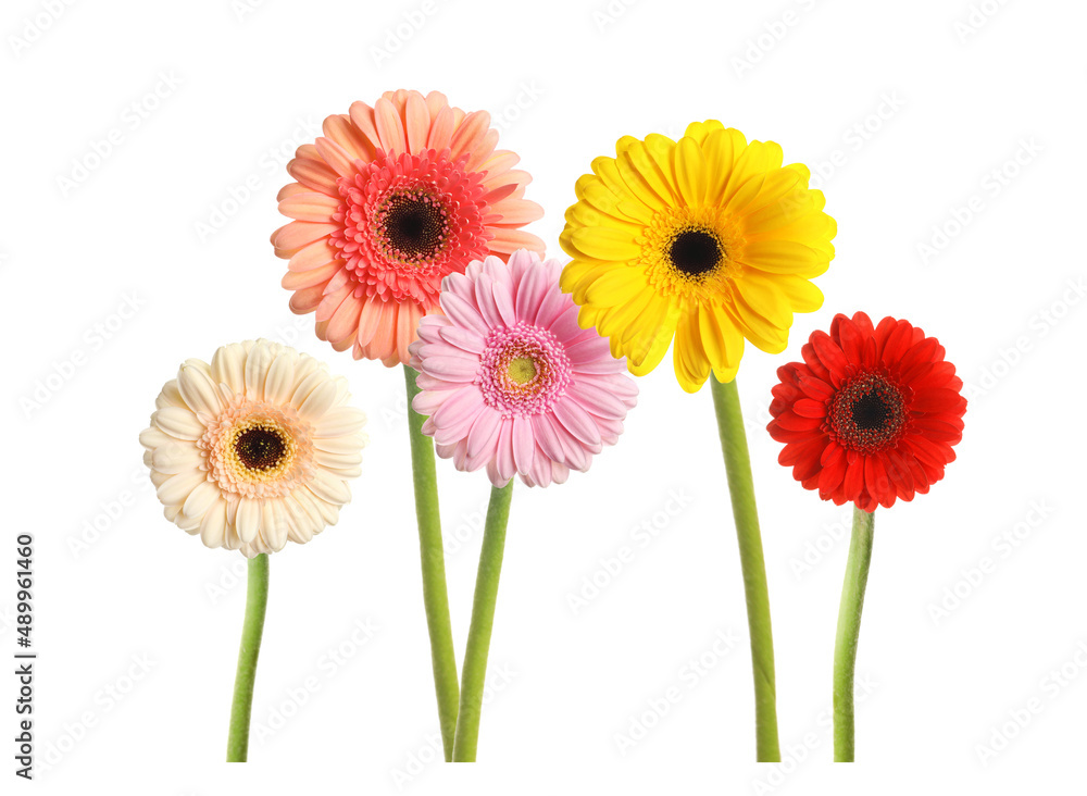 Set with beautiful gerbera flowers on white background Set with beautiful gerbera flowers on white background