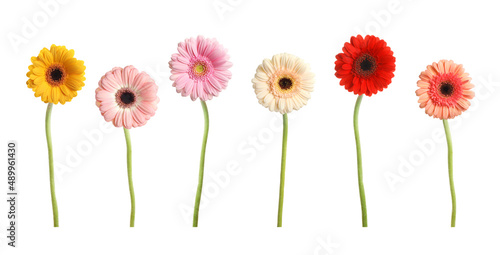 Set with beautiful gerbera flowers on white background. Banner design