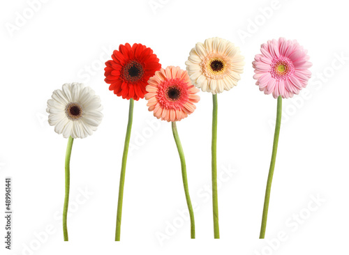 Set with beautiful gerbera flowers on white background