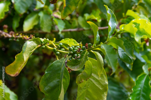 organically grown coffee tree