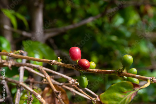 organically grown coffee tree