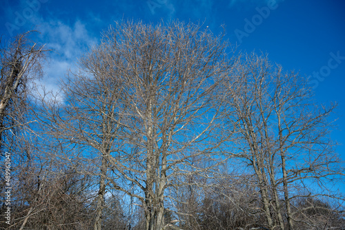 Close-up view of treetops in winter