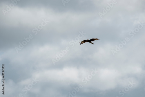 ave rapaz volando en el cielo