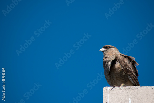 Retrato de un ave de presa. Chimango