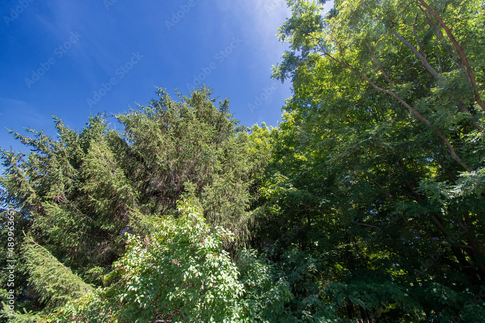 Variety of beautiful trees in summer under a blue sky Variety of beautiful trees in summer under a blue sky