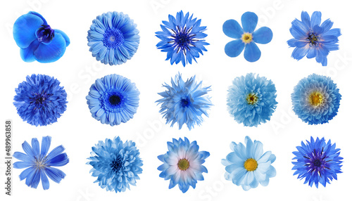 Set with different beautiful blue flowers on white background