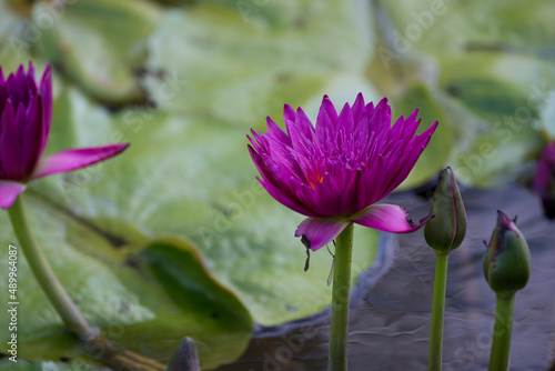 Aquatic Flower Growing In Dark Water Lilys