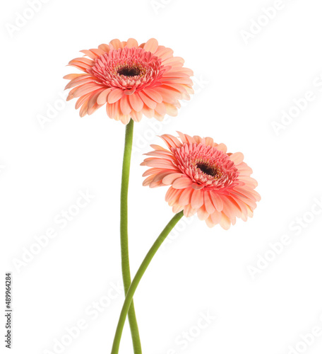 Beautiful pink gerbera flowers isolated on white